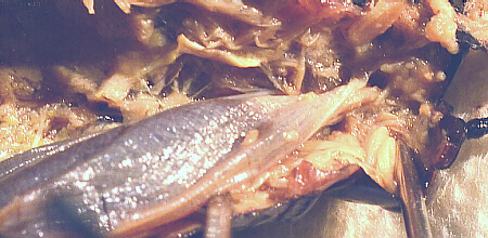 lubber male circumesophageal connective & brain
